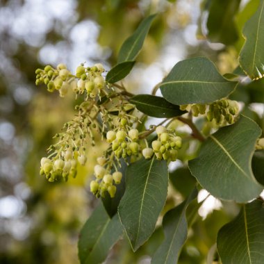 Bitkinin olgun meyvesinden toplanan Yunan çilek ağacı (Arbutus) tohumları. Arbutus Ericaceae ailesine aittir ve Akdeniz 'e ve ılıman bölgelere özgüdür, burada bir çalı ya da küçük bir ağaç olarak yetişir..