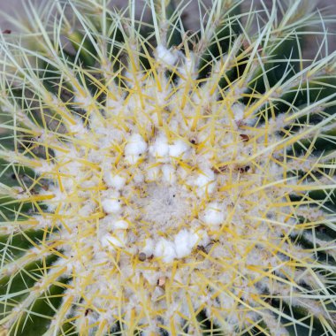 Altın fıçı kaktüsünün tepesinin yüksek açılı makro çekimi keskin sarı dikenleri ve tüylü merkezini gösteriyor..