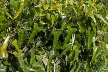 Kalp biçimli yeşil yapraklı aspera bitkisinin yapraklarını kapatın..