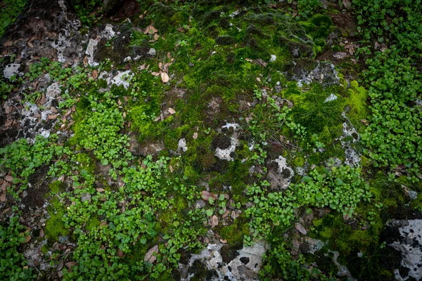 Kaya yüzeyinde büyüyen yeşil yosun ve küçük bitkilerin üst görüntüsü