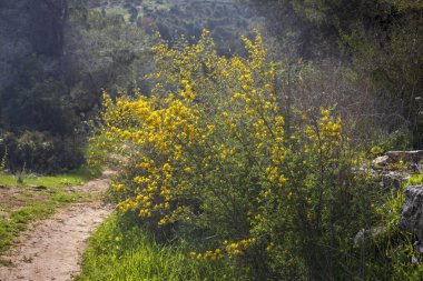 Sarı dikenli süpürge çalısı ormanda bir yürüyüş yolu boyunca çiçek açıyor. Kalikotome spinosa, dikenli süpürge ya da dikenli süpürge, Fabacea ailesinin çok dikenli, yoğun dallı bir çalısıdır.