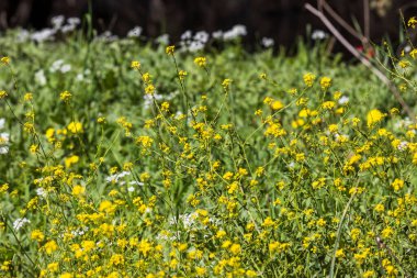 Yeşil bahar çayırlarında açan küçük sarı kır çiçekleri. Hardal, İsrail 'de Beit Keshet doğa koruma alanında çiçek açıyor. Dağlar ve tepeler