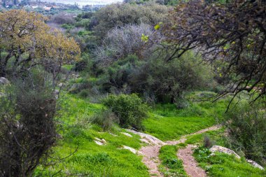 Beit Keshet doğa rezervi İsrail 'de. Ağaçlar ve çalılarla dolu yeşil bir vadiden geçen toprak yol.