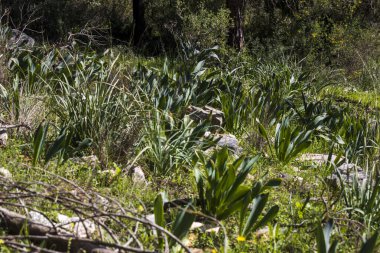 Vahşi orman zemininde büyüyen deniz sincap bitkilerinin yeşil yaprakları.