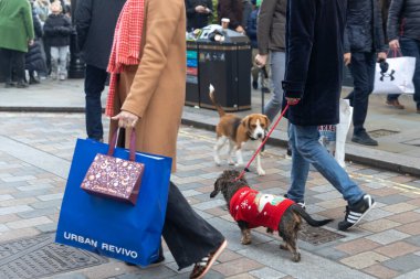 Londra, İngiltere, 12 Aralık 2025 kırmızı Noel kazaklı küçük bir köpeğin tasmasıyla şehirde dolaşması.