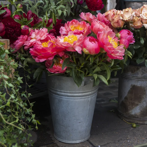 Stelletje van de bloem wild peony — Stockfoto