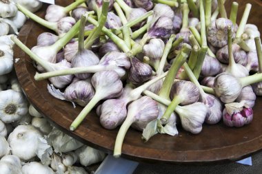 Fresh Common Garlic close up