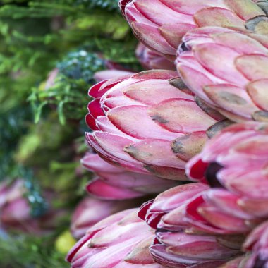 Bunches of Proteas close up clipart