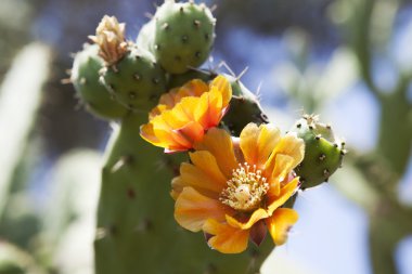 Altın çiçeklerle Hint inciri kaktüs (Opuntia ficus-indica).