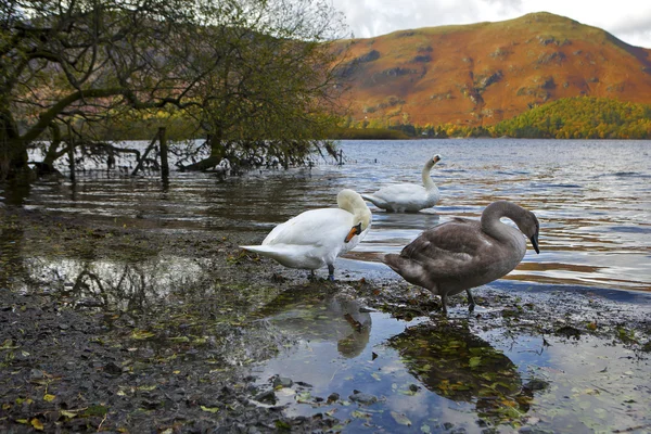 Άγρια χήνα-στη λίμνη. Βόρεια Derwent Water, Keswick και Blencath — Φωτογραφία Αρχείου