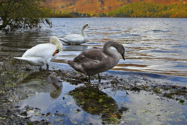 Dzikie gęsi nad jeziorem. Północnej zajazdu, Keswick i Blencath — Zdjęcie stockowe