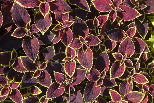 Painted Nettle Coleus background — Stock Photo, Image