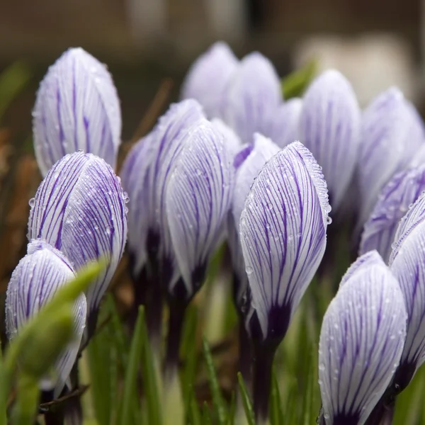 Some multi-colored snowdrops, crocuses , against a green grass. — Stock Photo, Image