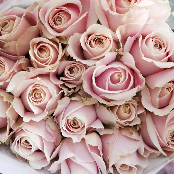 Pink roses background — Stock Photo, Image