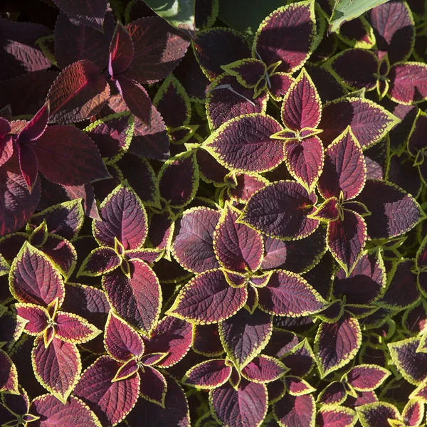 Painted Nettle Coleus — Stock Photo, Image