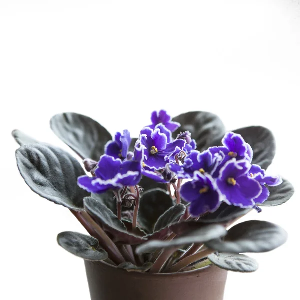 Flor violeta africana (Saintpaulia) — Foto de Stock