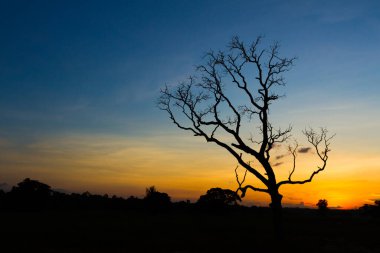 Büyük ağaç silueti, günbatımı gökyüzü arkaplanı