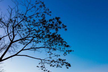 Büyük ağaç silueti, günbatımı gökyüzü arkaplanı