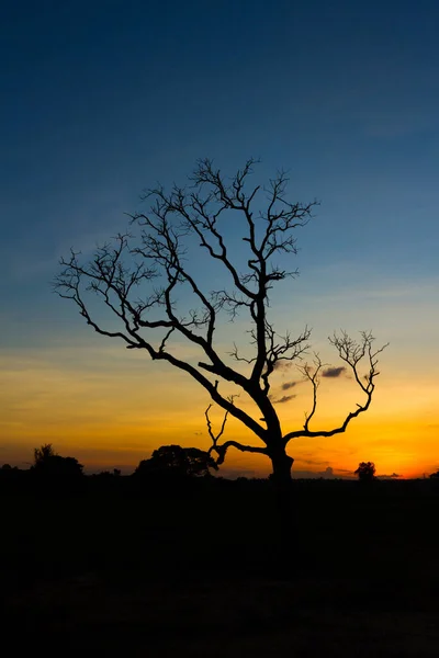 Árbol Silueta Puesta Del Sol Cielo Fondo — Foto de Stock