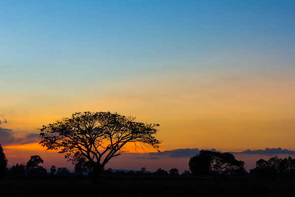 Big tree silhouette sunset sky background