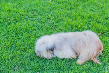 Serseri köpek çimenlerde oturuyor ve ben sadece hissediyorum