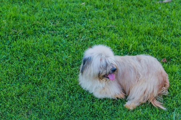 Stray Dog Sitting Lawn Lonly Feeling — Stock Photo, Image