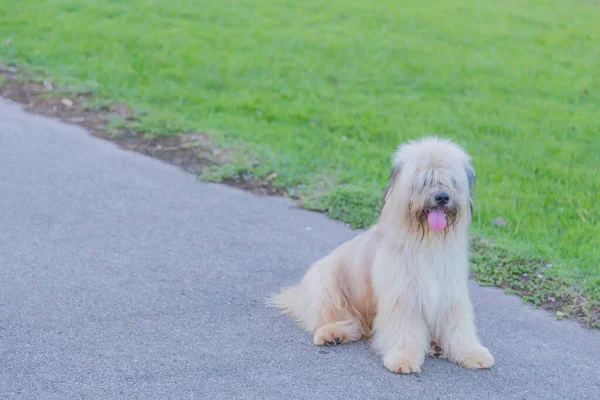 Zwerfhond Zittend Betonnen Vloer Lonly Gevoel — Stockfoto