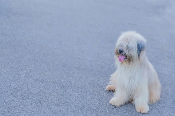 Zwerfhond Zittend Betonnen Vloer Lonly Gevoel — Stockfoto