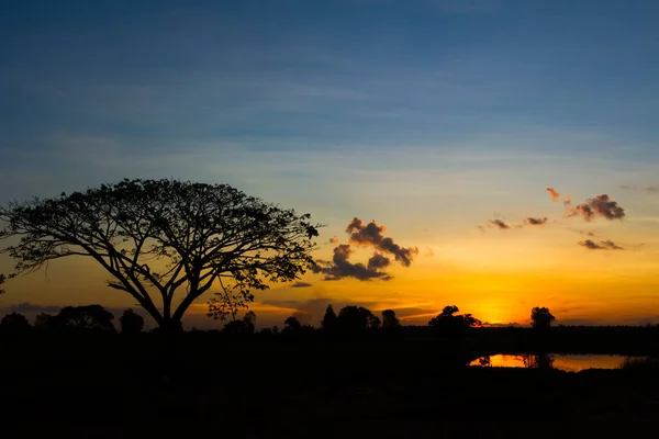 Baum Silhouette Sonnenuntergang Himmel Hintergrund — Stockfoto