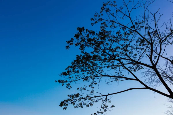 Großer Baum Silhouette Sonnenuntergang Himmel Hintergrund — Stockfoto