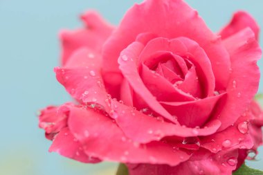 Beyaz arkaplanda su damlaları olan taze bir gül