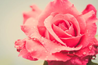 Beyaz arkaplanda su damlaları olan taze bir gül