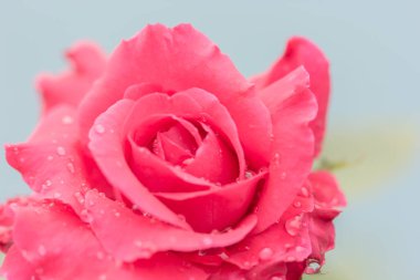 Beyaz arkaplanda su damlaları olan taze bir gül