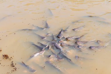 Yanardöner köpekbalığı, çizgili yayın balığı, Sutchi yayın balığı... Balıklar aç kalabalığı yiyor.