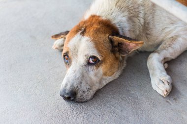 Evsiz yalnız köpek beton zeminde dinleniyor.