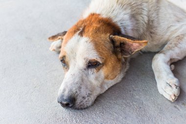 Evsiz yalnız köpek beton zeminde dinleniyor.