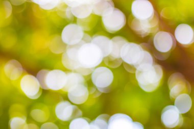 Ağaç arkaplanından yeşil bokeh 'i çıkar