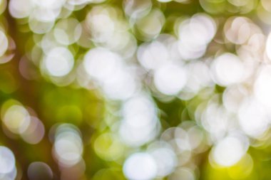 Ağaç arkaplanından yeşil bokeh 'i çıkar