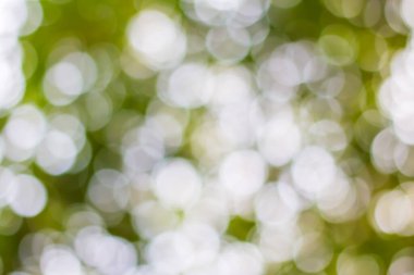 Ağaç arkaplanından yeşil bokeh 'i çıkar