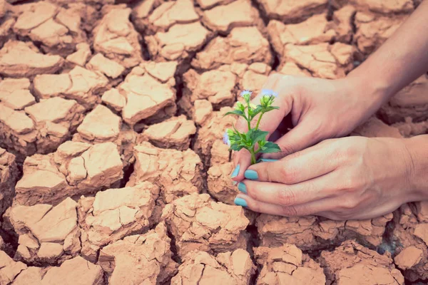 Mulher Mãos Segurando Flor Crescendo Fundo Terra Rachado — Fotografia de Stock