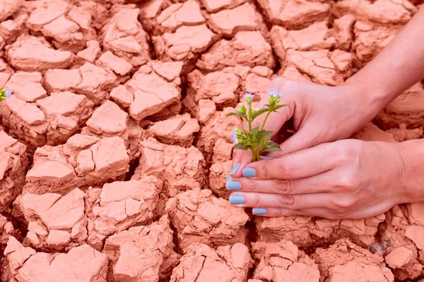 Mulher Mãos Segurando Flor Crescendo Fundo Terra Rachado — Fotografia de Stock