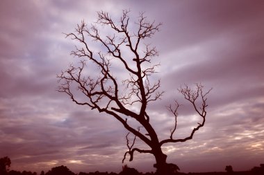 Klasik ağaç silueti manzara arkaplanı