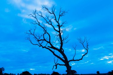 Mavi vintage ağaç silueti manzara