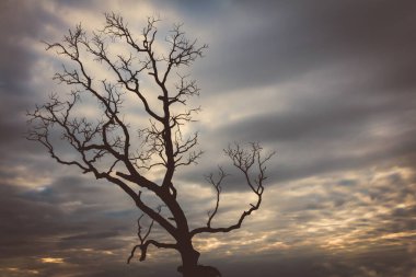 Klasik ağaç silueti manzara arkaplanı