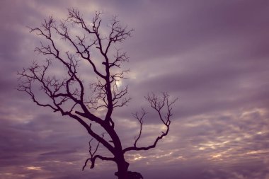 Klasik ağaç silueti manzara arkaplanı