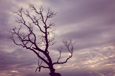 Klasik ağaç silueti manzara arkaplanı