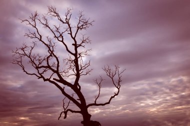 Klasik ağaç silueti manzara arkaplanı