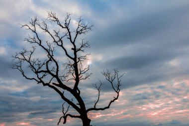 vintage tree silhouette landscape nature background