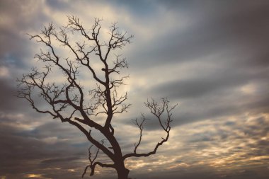 vintage tree silhouette landscape nature background