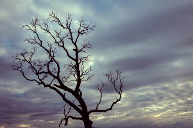 Klasik ağaç silueti manzara arkaplanı